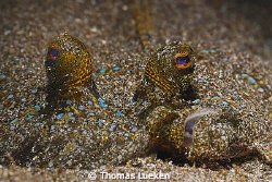 found in Lembeh; D200 by Thomas Lueken 